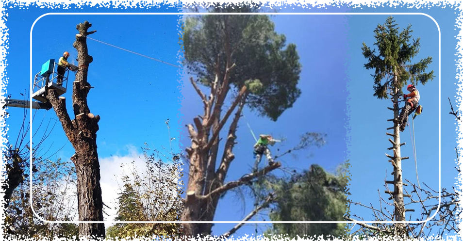 Mision Forestal y Ambiental Tala de Arboles